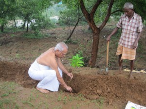 Plantingin Kasiviswanatha temple Kolathu