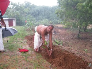 Plantingin Kasiviswanatha temple Neelu